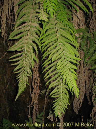 Imágen de Planta no identificada (Fern) sp. #3194 (). Haga un clic para aumentar parte de imágen.