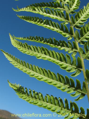 Imágen de Planta no identificada (Fern) sp. #3194 (). Haga un clic para aumentar parte de imágen.