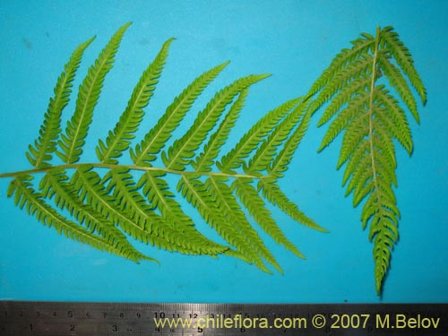 Imágen de Planta no identificada (Fern) sp. #3194 (). Haga un clic para aumentar parte de imágen.