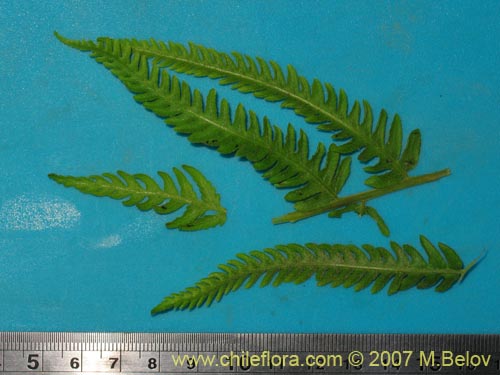 Imágen de Planta no identificada (Fern) sp. #3194 (). Haga un clic para aumentar parte de imágen.