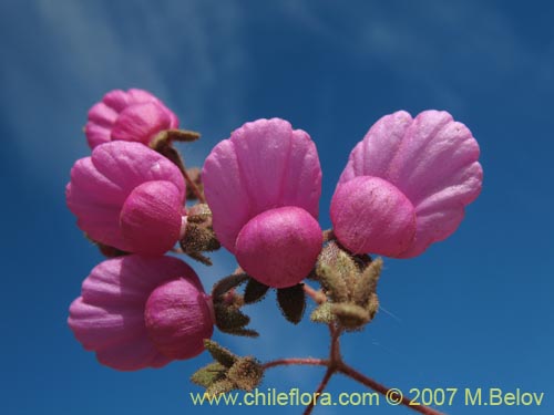 Bild von Calceolaria purpurea (). Klicken Sie, um den Ausschnitt zu vergrössern.