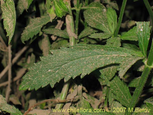 Verbenaceae sp. #1318의 사진