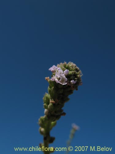 Verbenaceae sp. #1318의 사진