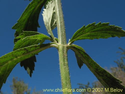 Bild von Verbenaceae sp. #1318 (). Klicken Sie, um den Ausschnitt zu vergrössern.