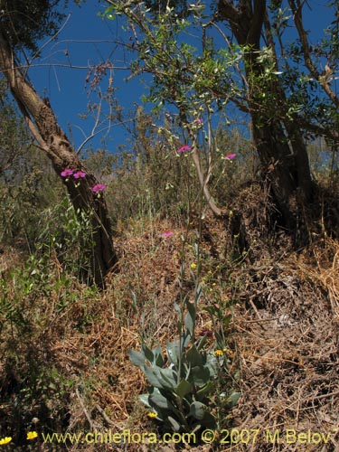 Bild von Cistanthe grandiflora (Doquilla / Pata de guanaco). Klicken Sie, um den Ausschnitt zu vergrössern.