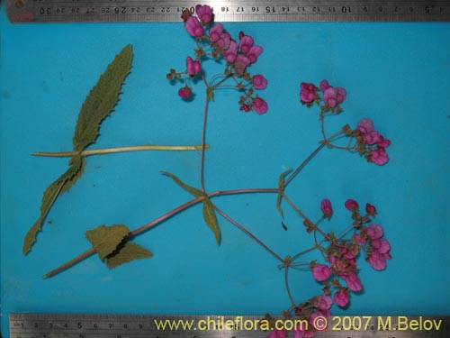 Image of Calceolaria purpurea (). Click to enlarge parts of image.