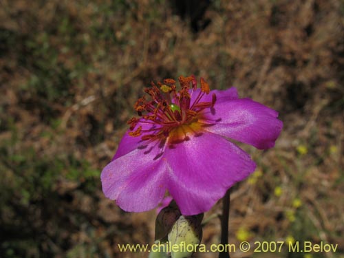 Imágen de Cistanthe grandiflora (Doquilla / Pata de guanaco). Haga un clic para aumentar parte de imágen.