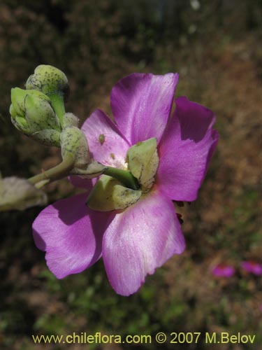 Image of Cistanthe grandiflora (Doquilla / Pata de guanaco). Click to enlarge parts of image.