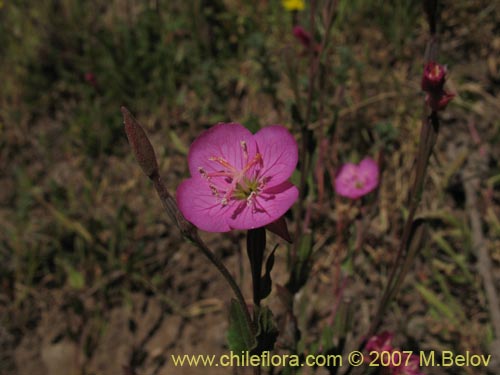 Oenothera rosea의 사진