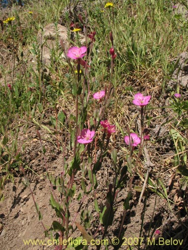 Imágen de Oenothera rosea (Enotera rosada). Haga un clic para aumentar parte de imágen.