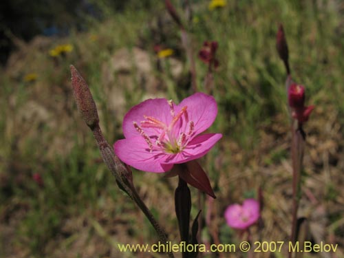 Фотография Oenothera rosea (Enotera rosada). Щелкните, чтобы увеличить вырез.