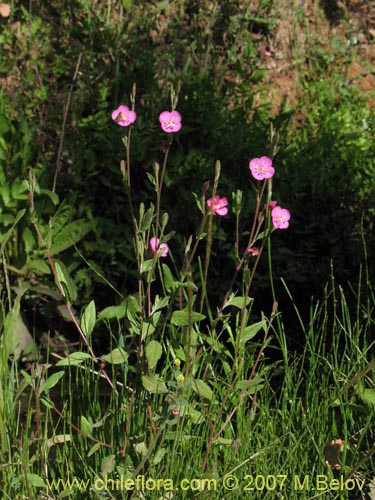 Image of Oenothera rosea (Enotera rosada). Click to enlarge parts of image.