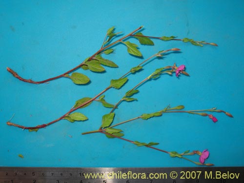 Imágen de Oenothera rosea (Enotera rosada). Haga un clic para aumentar parte de imágen.