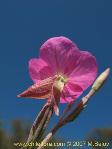 Фотография Oenothera rosea (Enotera rosada). Щелкните, чтобы увеличить вырез.
