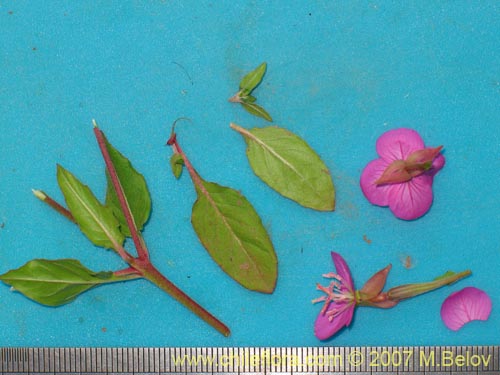 Фотография Oenothera rosea (Enotera rosada). Щелкните, чтобы увеличить вырез.