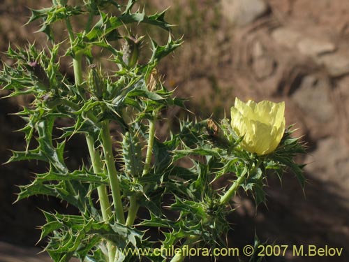 Bild von Argemone subfusiformis (). Klicken Sie, um den Ausschnitt zu vergrössern.