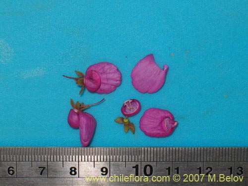 Image of Calceolaria purpurea (). Click to enlarge parts of image.