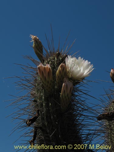 Фотография Eulychnia acida (Copao). Щелкните, чтобы увеличить вырез.