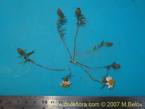Chaetanthera linearis var. albifloraの写真