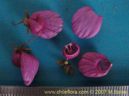 Image of Calceolaria purpurea (). Click to enlarge parts of image.