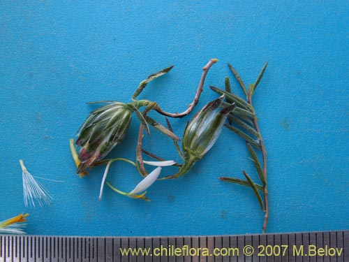 Bild von Chaetanthera linearis var. albiflora (). Klicken Sie, um den Ausschnitt zu vergrössern.
