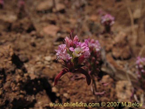 Фотография Pleurophora sp. #1317 (). Щелкните, чтобы увеличить вырез.