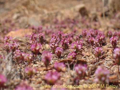 Imágen de Pleurophora sp. #1317 (). Haga un clic para aumentar parte de imágen.