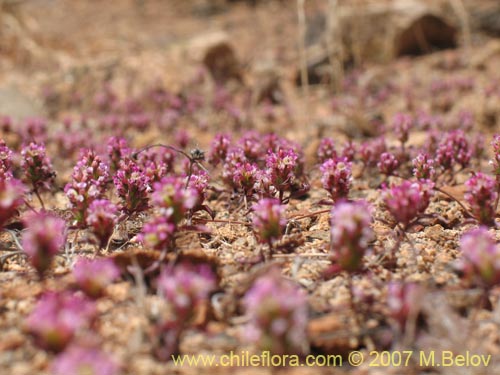 Imágen de Pleurophora sp. #1317 (). Haga un clic para aumentar parte de imágen.