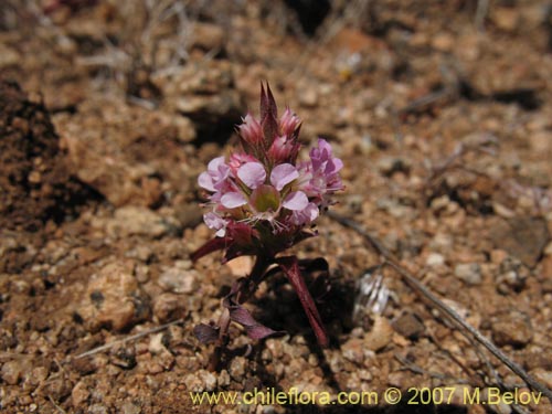 Pleurophora sp. #1317の写真