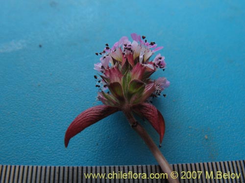 Image of Pleurophora sp. #1317 (). Click to enlarge parts of image.