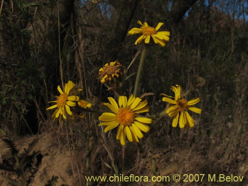 Senecio sp. #1743의 사진