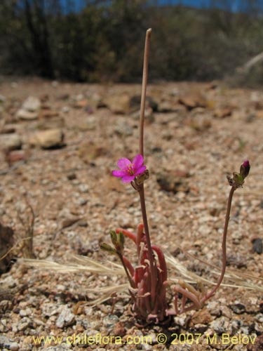 Imágen de Montiopsis sp. #1403 (). Haga un clic para aumentar parte de imágen.