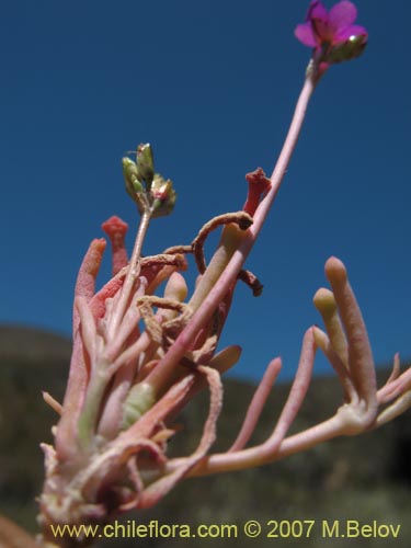 Imágen de Montiopsis sp. #1403 (). Haga un clic para aumentar parte de imágen.