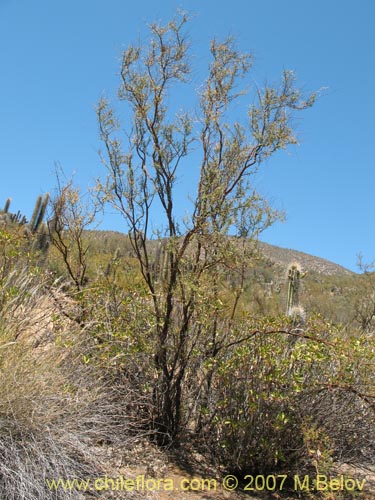 Imágen de Adesmia arborea (). Haga un clic para aumentar parte de imágen.