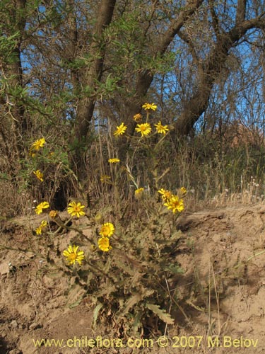 Imágen de Senecio sp. #1743 (). Haga un clic para aumentar parte de imágen.