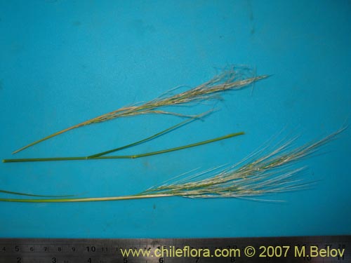 Image of Stipa plumosa (Pasto rey). Click to enlarge parts of image.