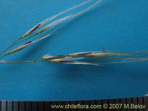 Image of Stipa plumosa (Pasto rey). Click to enlarge parts of image.