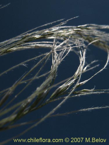 Bild von Stipa plumosa (Pasto rey). Klicken Sie, um den Ausschnitt zu vergrössern.