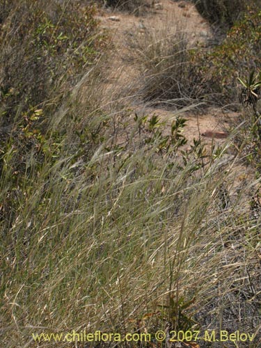 Image of Stipa plumosa (Pasto rey). Click to enlarge parts of image.