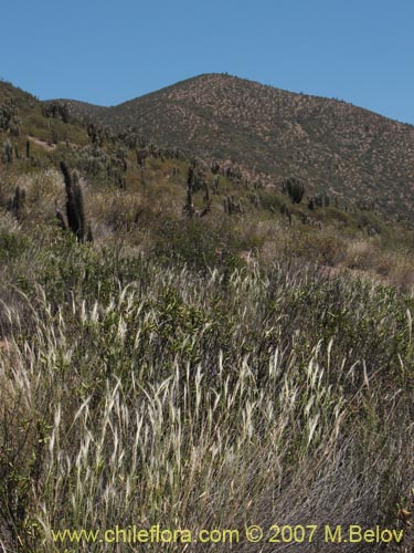 Image of Stipa plumosa (Pasto rey). Click to enlarge parts of image.