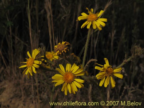 Senecio sp. #1743の写真