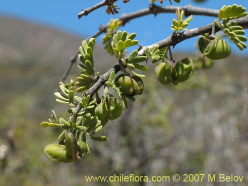 Bild von Porlieria chilensis (Guayacán / Palo santo). Klicken Sie, um den Ausschnitt zu vergrössern.