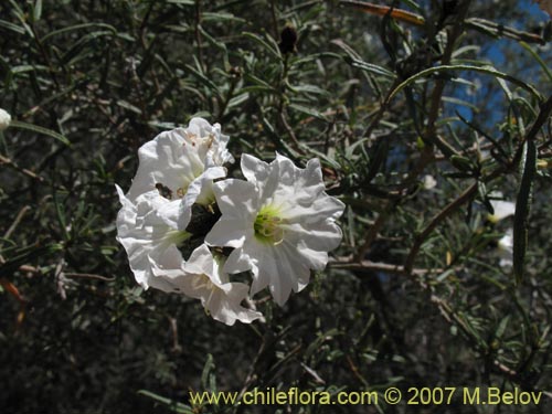 Bild von Cordia decandra (Carboncillo / Carbón). Klicken Sie, um den Ausschnitt zu vergrössern.