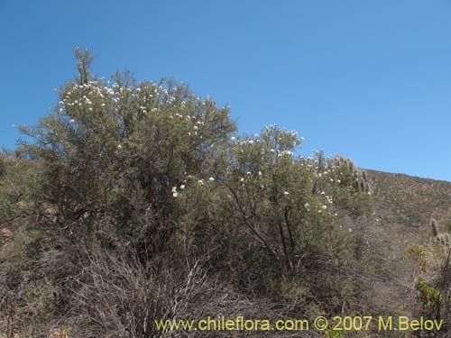 Imágen de Cordia decandra (Carboncillo / Carbón). Haga un clic para aumentar parte de imágen.