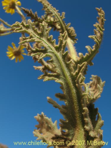 Imágen de Senecio sp. #1743 (). Haga un clic para aumentar parte de imágen.