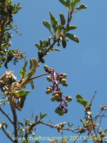 Imágen de Anisomeria littoralis (Pircún). Haga un clic para aumentar parte de imágen.