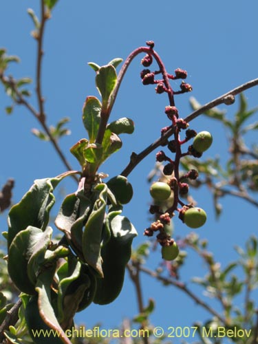 Imágen de Anisomeria littoralis (Pircún). Haga un clic para aumentar parte de imágen.