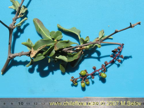 Image of Anisomeria littoralis (Pircún). Click to enlarge parts of image.