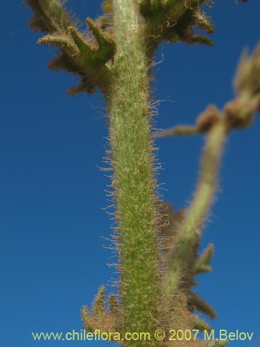 Imágen de Senecio sp. #1743 (). Haga un clic para aumentar parte de imágen.