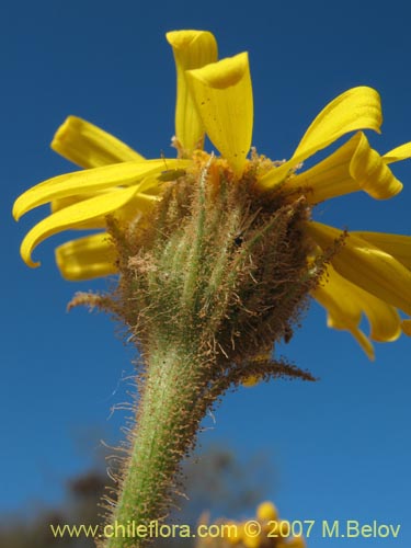 Imágen de Senecio sp. #1743 (). Haga un clic para aumentar parte de imágen.